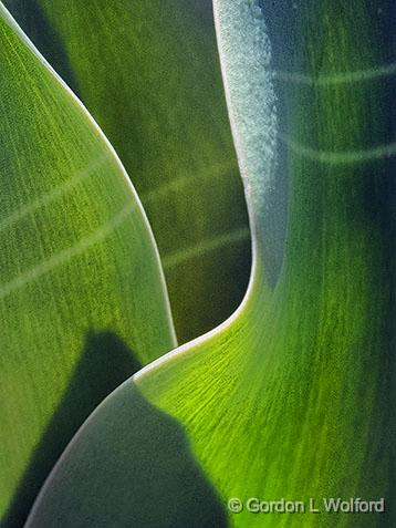 Tulip Leaves_DSCF04147.jpg - Photographed at Smiths Falls, Ontario, Canada.